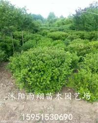 沭阳卫矛球80公分/1米冠幅的卫矛球