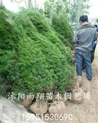 3米蜀桧3米蜀桧低