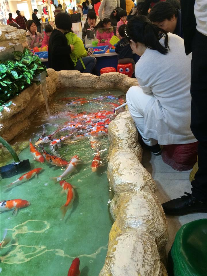 吃奶鱼 喂奶鱼
