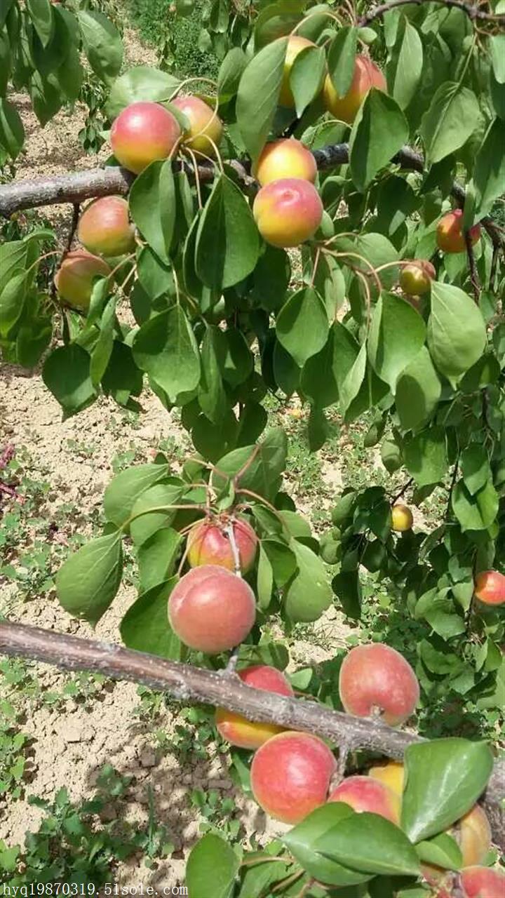 陕西杏子批发 陕西丰源红杏子价格