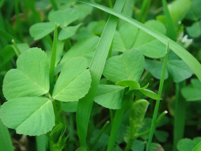 销售紫云英种子价格