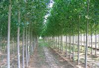 3公分白杨树基地