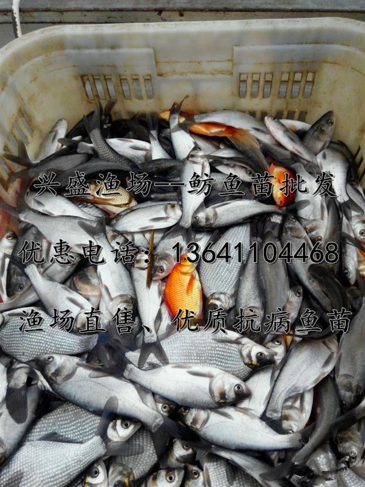 鳊鱼苗出售 供应鳊鱼苗/供应武昌鱼苗