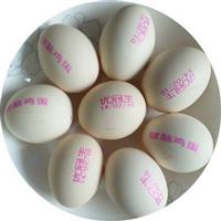 洗鸭蛋设备 鸭蛋清洗机 全自动洗蛋机 诸城良品机械