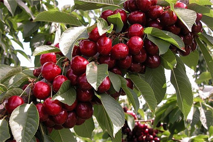 美国车厘子快件包税清关国外上门提货国内门到门