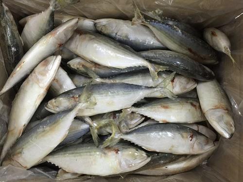 厂家直销供应批发出口单冻白面鱼
