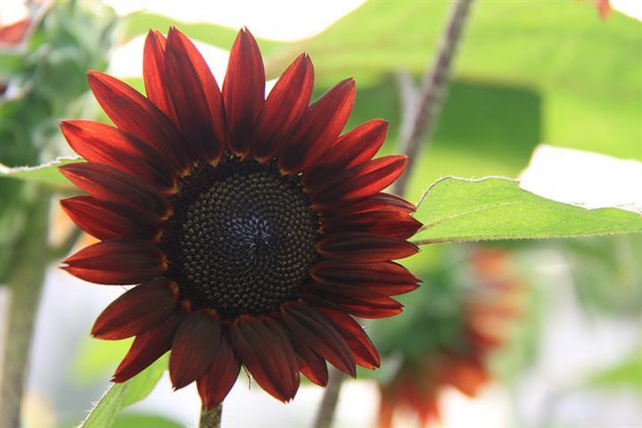 永生菊种子价格