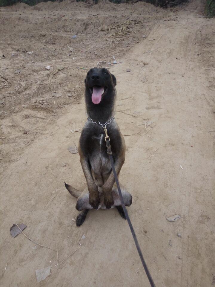 浙江小马犬哪里有卖的黑背小狼狗,厂家直销