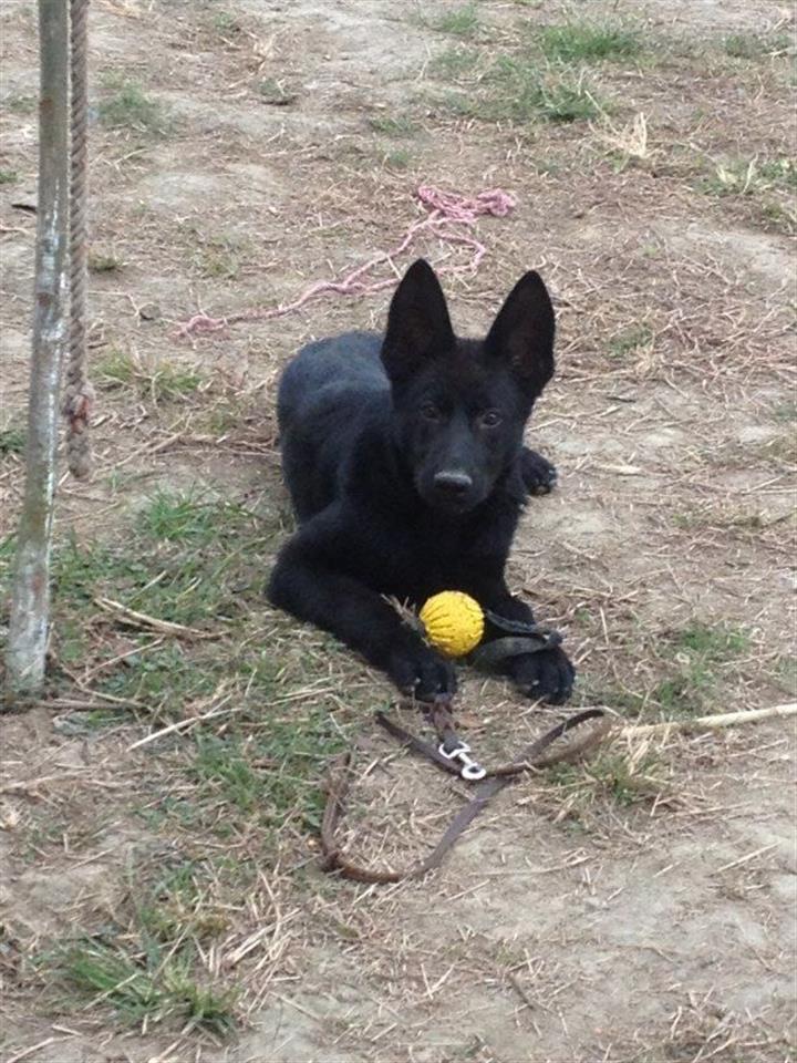 湖北地區哪裡有賣昆明犬的昆明犬多少錢