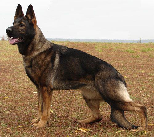 彭水地区哪里有卖纯黑色东德小狼狗的大型牧羊犬养殖场