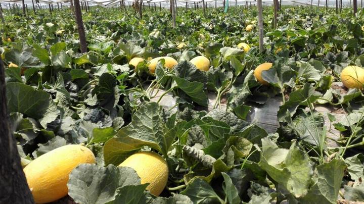 陕西大荔哈密瓜产地价格