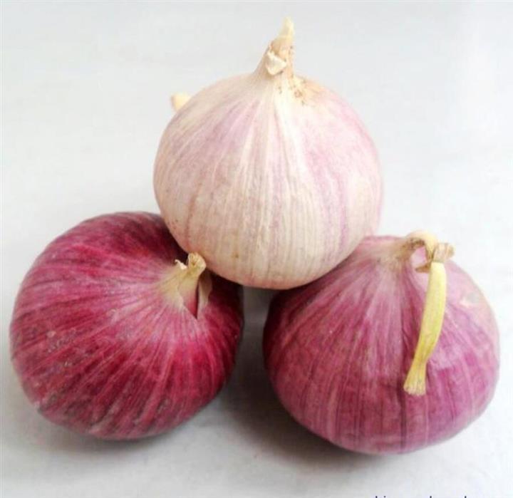 洱源新鲜大瓣蒜批发