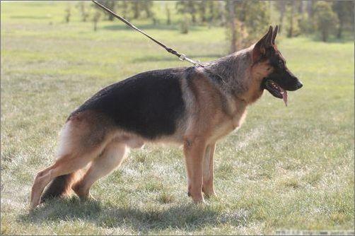 开封3个月的垂系牧羊犬报价?,垂系血统