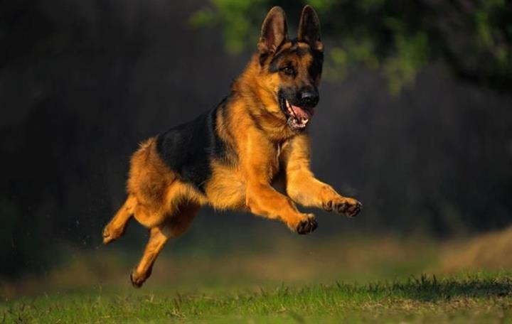 寿光俱乐部有小黑背狼狗吗垂系精品