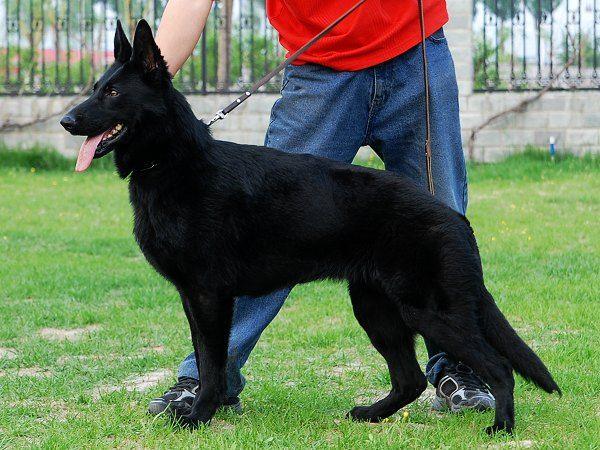 大同马犬训练科目和教材,纯种垂系