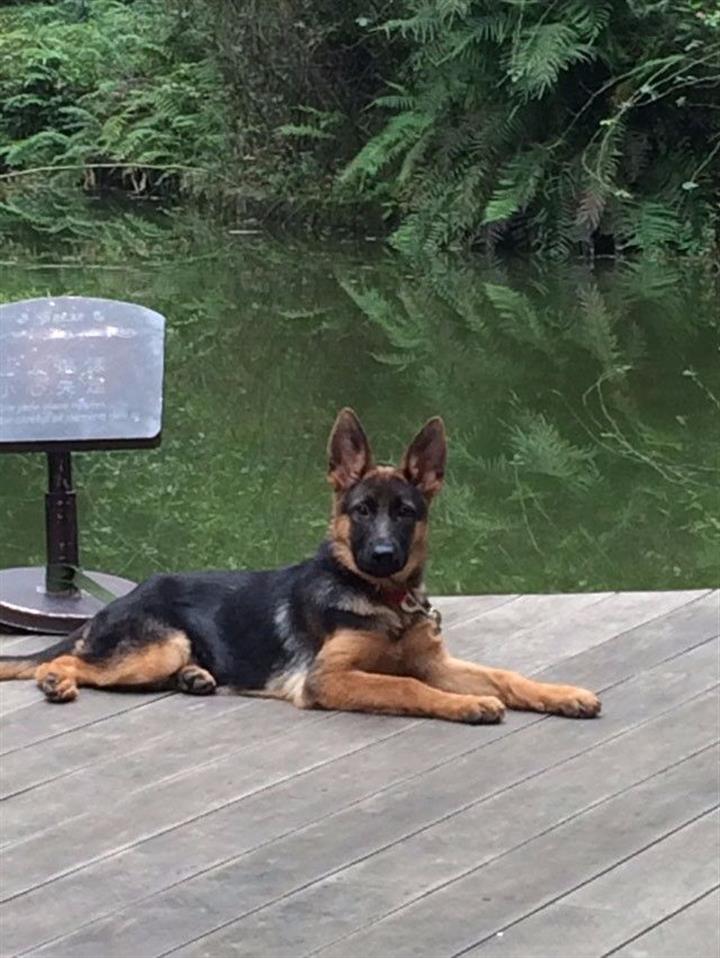 浙江纯种马犬头版好品相一流基地直销祥亿特种养殖基地质量保障