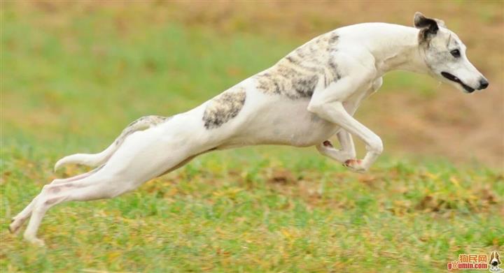 格力犬靈緹犬格惠犬惠比特 常年出售全活獵兔犬格力犬惠比特犬格惠犬