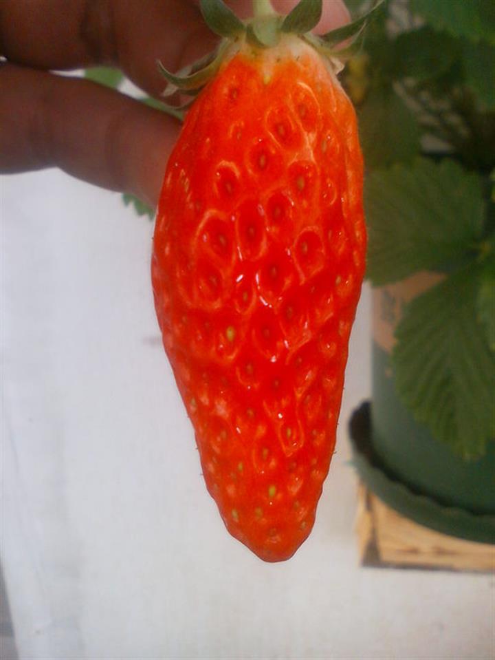 香蕉草莓苗香蕉草莓苗基地