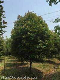 沭阳12公分红叶石楠树报价