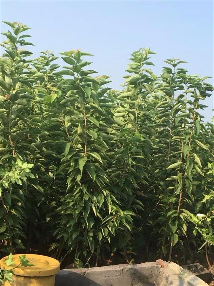 大青叶厂家樱桃苗价格