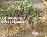 金银花种苗怎么卖
