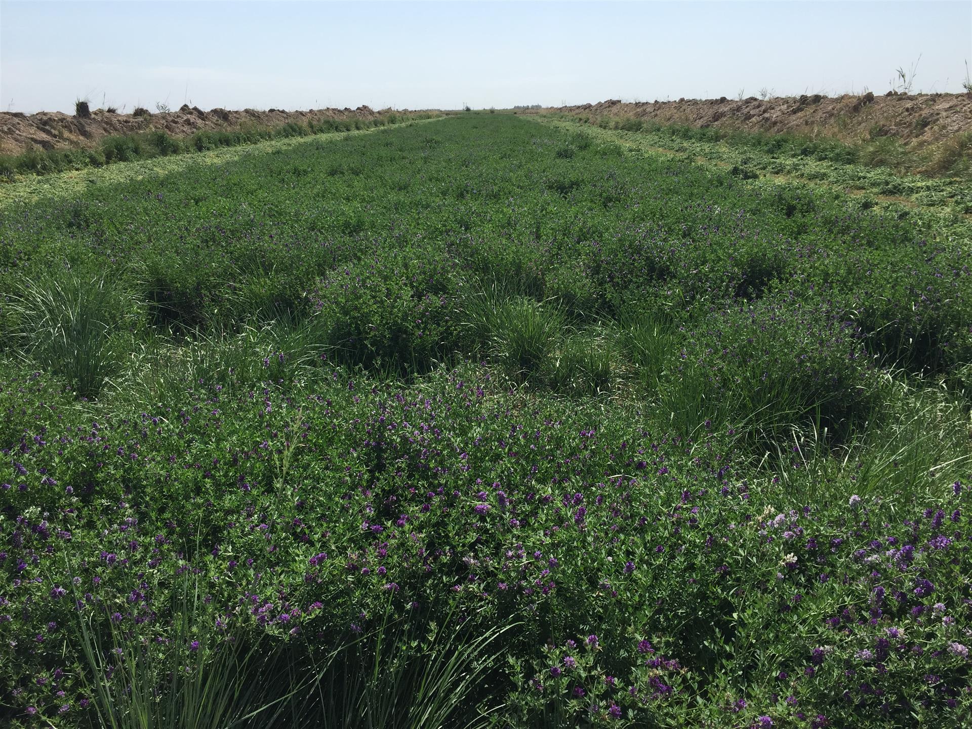 优质苜蓿草销售