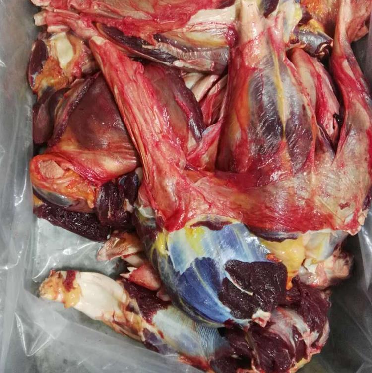 蒙古马肉进口马肉马腱子肉新到货源全国直达
