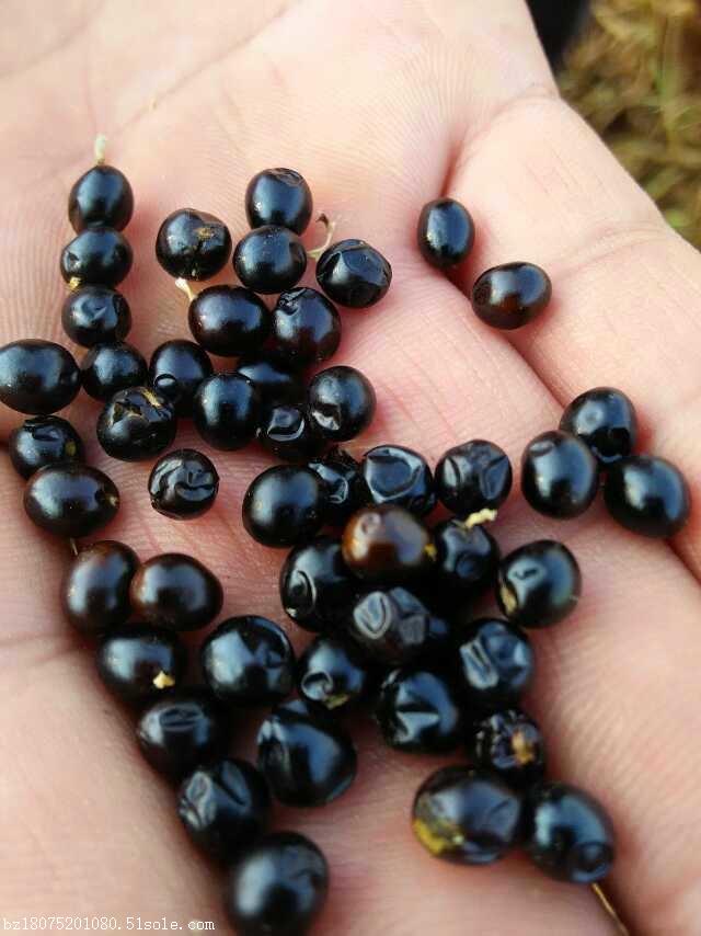 高产油用凤丹牡丹种子产地直销