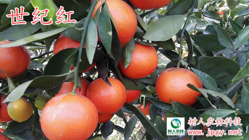 柑橘苗批发多少钱一棵呢