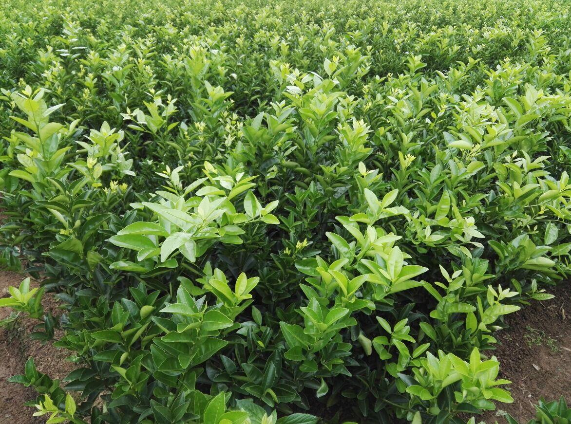 少核默科特苗 少核默科特行情价格 少核默科特苗基地批发